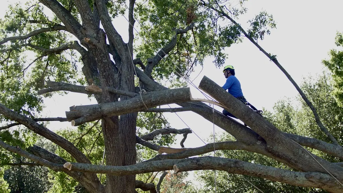 Professional Hazardous Tree Removal performed by certified arborists in Plessis